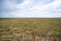 Джабыгинская степь. Июнь 2025 года