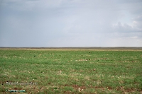 Джабыгинская степь. Июнь 2025 года