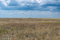 Джабыгинская степь. Июнь 2025 года