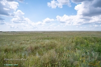 Джабыгинская степь. Июнь 2025 года