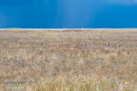 Джабыгинская степь. Июнь 2025 года