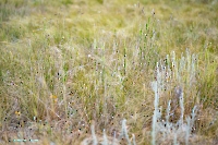 Джабыгинская степь. Июнь 2025 года