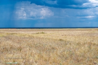 Джабыгинская степь. Июнь 2025 года