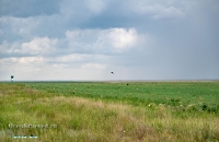 Джабыгинская степь. Июнь 2025 года