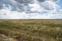 Джабыгинская степь. Июнь 2025 года