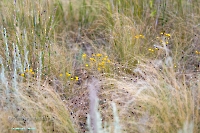 Джабыгинская степь. Июнь 2025 года