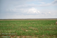 Джабыгинская степь. Июнь 2025 года