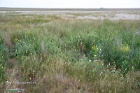 Джабыгинская степь. Июнь 2025 года