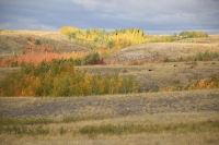 Кумакские лески