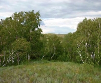 Кумакские лески