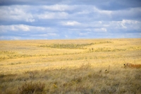 Каинсайская степь