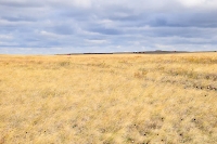 Каинсайская степь