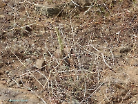 Гора Бистюбе. Август 2023 года