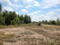 Заячья роща. Август 2023 года