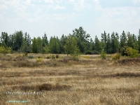 Заячья роща. Август 2023 года