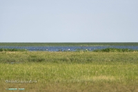 Озеро Шалкар-Ега-Кара. Июнь 2025 года