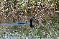 Озеро Карамола. Июнь 2025 года