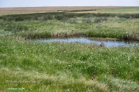 Озеро Карамола. Июнь 2025 года