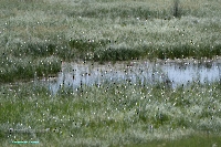 Озеро Карамола. Июнь 2025 года