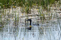 Озеро Карамола. Июнь 2025 года