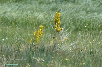 Озеро Карамола. Июнь 2025 года