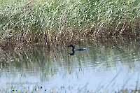 Озеро Карамола. Июнь 2025 года