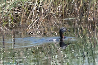 Озеро Карамола. Июнь 2025 года