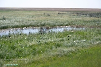 Озеро Карамола. Июнь 2025 года