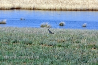 Озеро Жетыколь. Май 2012 года