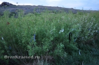 Скала Верблюд