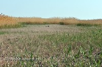 Жетыкольская песчаная коса. Май 2012 года