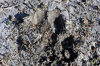 Жетыкольская песчаная коса. Май 2012 года