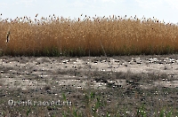 Жетыкольская песчаная коса. Май 2012 года