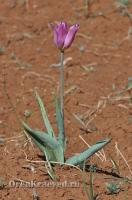 Ащисайская степь (участок госзаповедника «Оренбургский»)