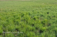 Ащисайская степь (участок госзаповедника «Оренбургский»)