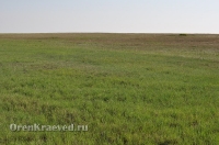 Ащисайская степь (участок госзаповедника «Оренбургский»)