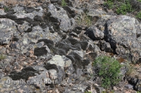 Ащисайская степь (участок госзаповедника «Оренбургский»)