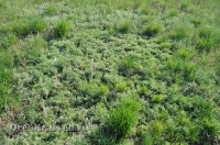 Ащисайская степь (участок госзаповедника «Оренбургский»)