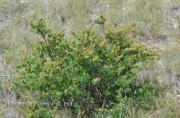 Ащисайская степь (участок госзаповедника «Оренбургский»)