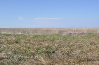 Ащисайская степь (участок госзаповедника «Оренбургский»)