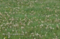 Ащисайская степь (участок госзаповедника «Оренбургский»)