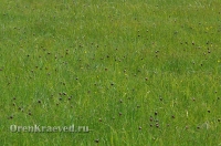 Ащисайская степь (участок госзаповедника «Оренбургский»)