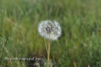 Ащисайская степь (участок госзаповедника «Оренбургский»)