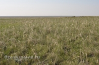 Ащисайская степь (участок госзаповедника «Оренбургский»)