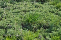 Ащисайская степь (участок госзаповедника «Оренбургский»)