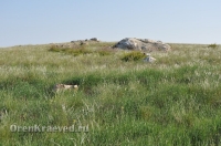 Ащисайская степь (участок госзаповедника «Оренбургский»)