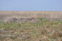 Ащисайская степь (участок госзаповедника «Оренбургский»)