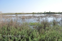 Ащисайская степь (участок госзаповедника «Оренбургский»)