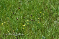 Ащисайская степь (участок госзаповедника «Оренбургский»)