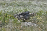 Ащисайская степь (участок госзаповедника «Оренбургский»)